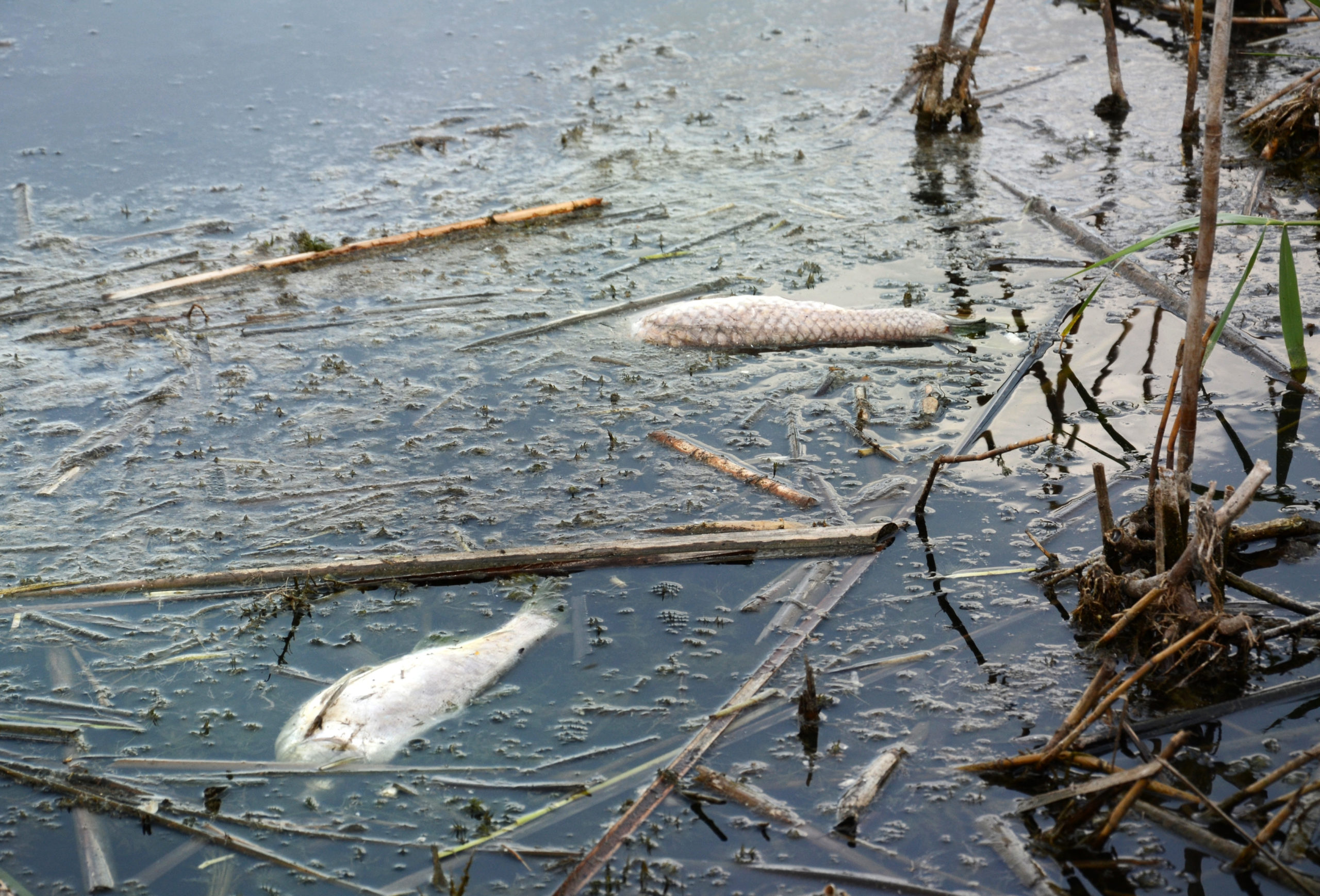 fish killed by near the shore