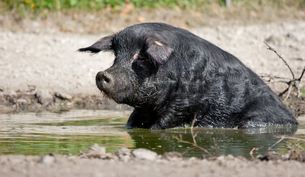 schwarzes_alpenschwein_prospecierara_102