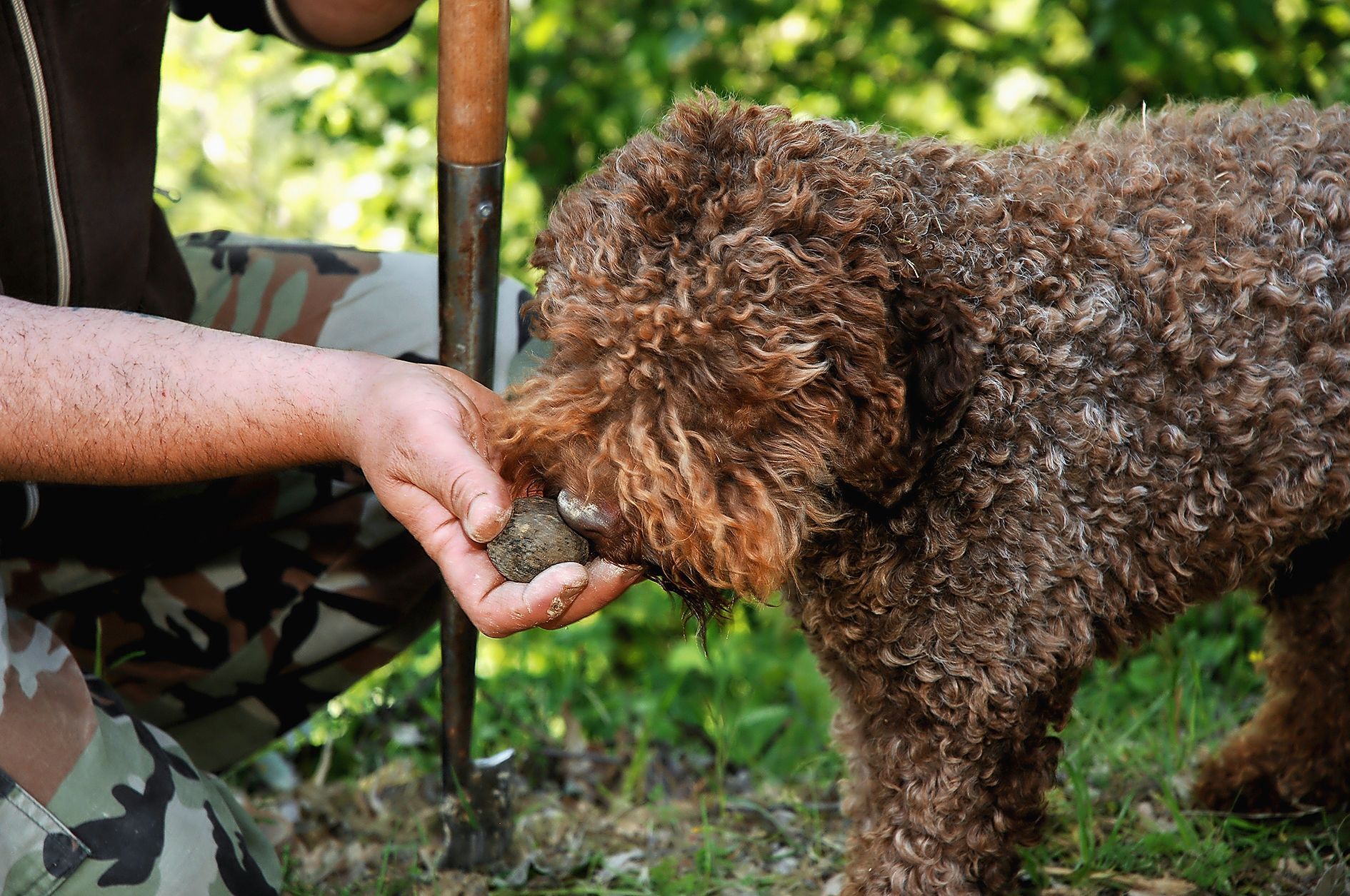 05_truffes_adobestock_146348634jpeg