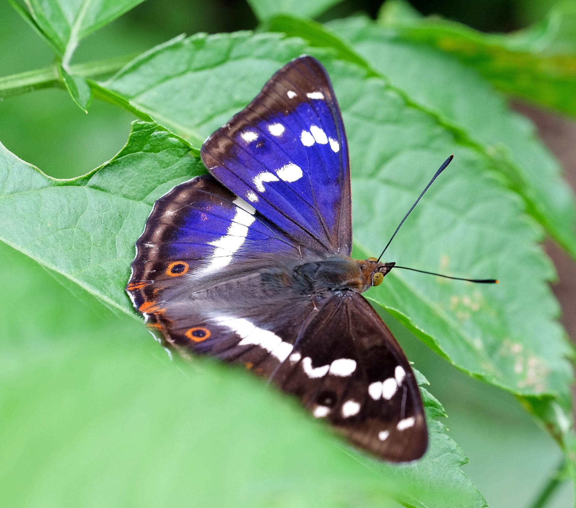 11_apaturairis_adobestock_546653834jpeg
