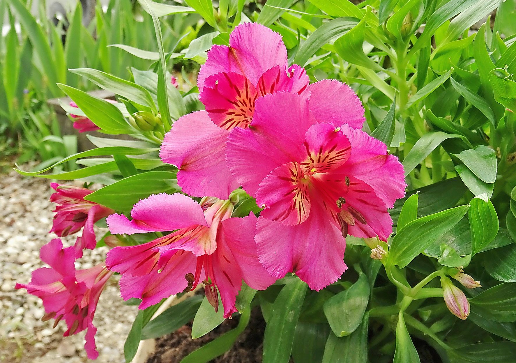 21_alstroemeria_dsc04668-alstro-rosejpeg