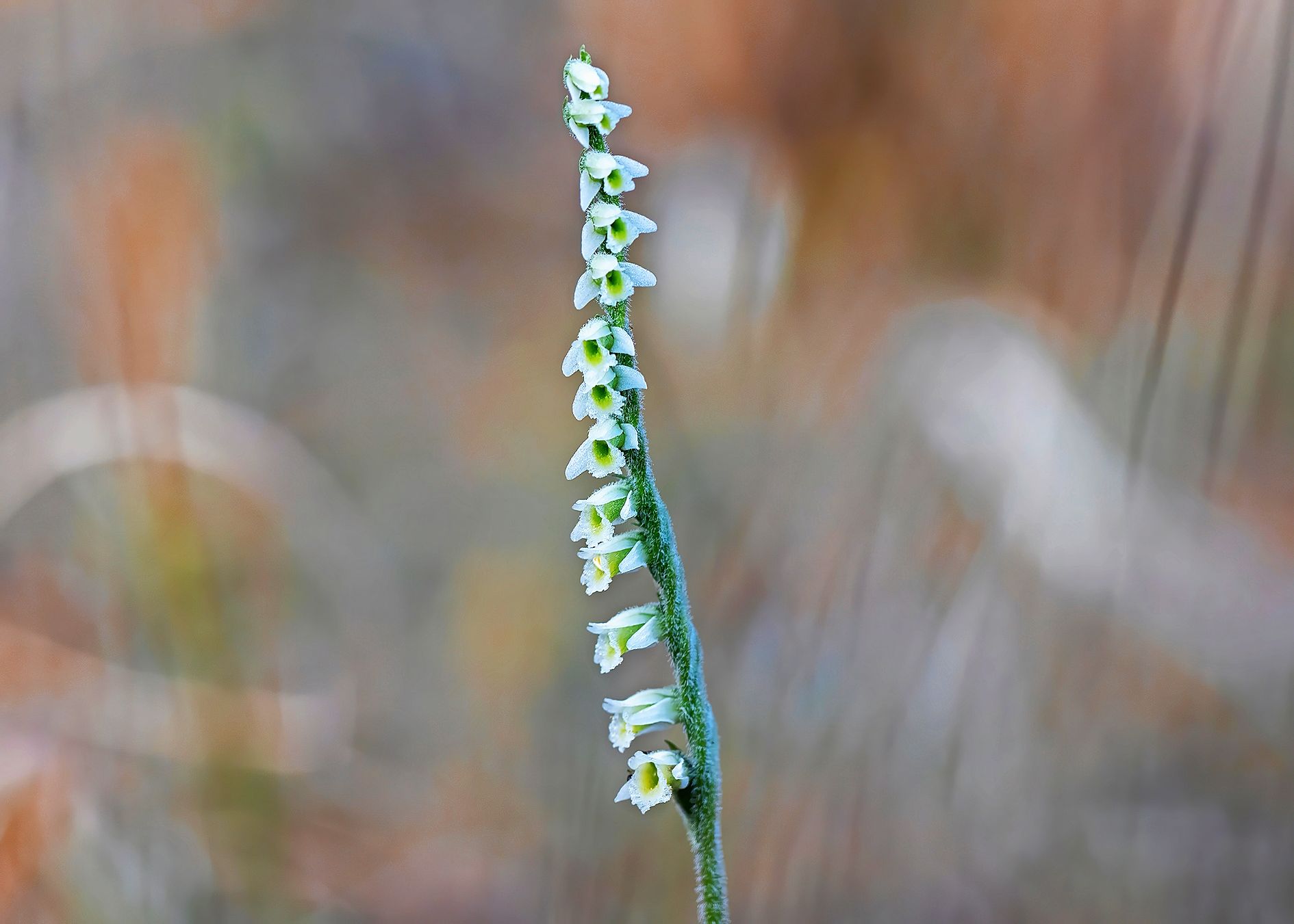 6_aobeserver_spirantheautomne_730686217jpeg