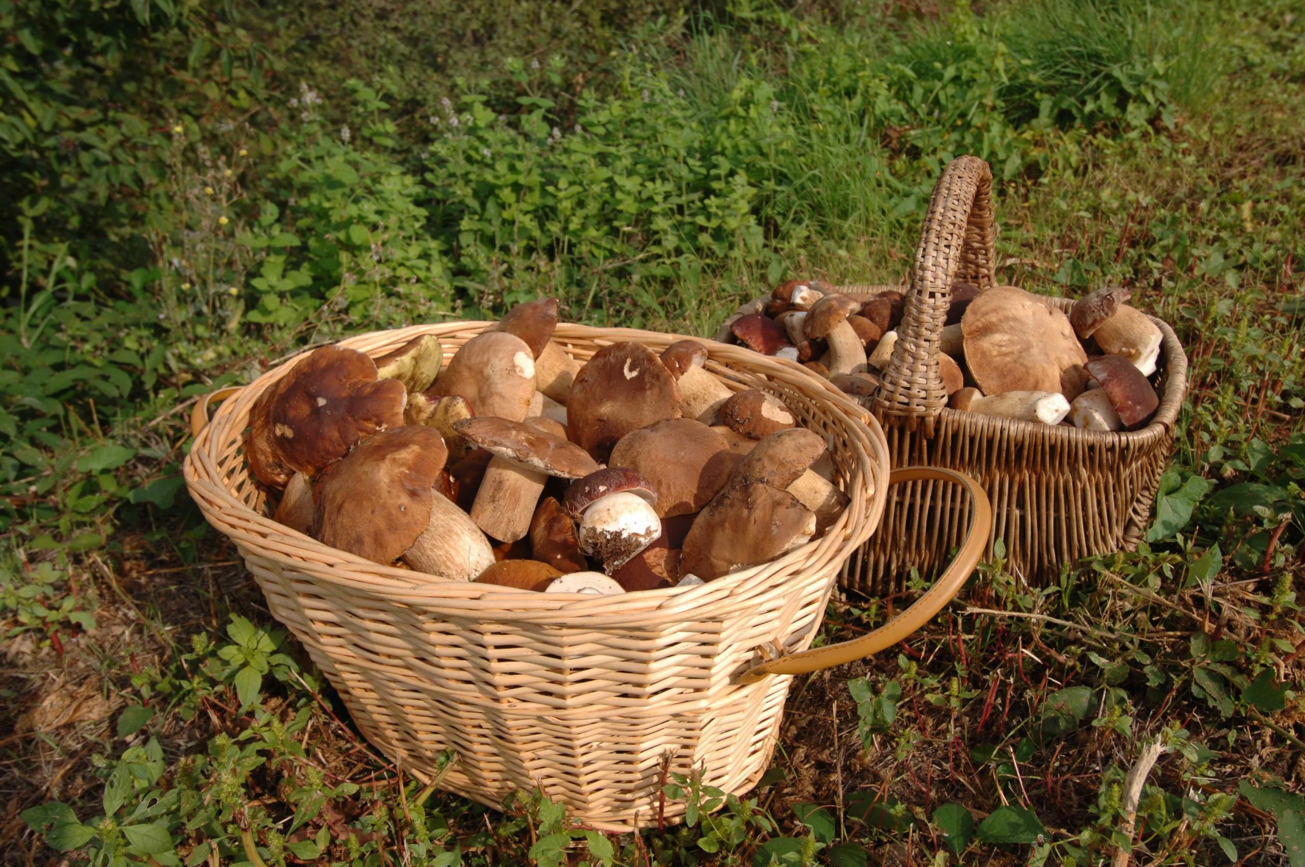 2006-09-07 cepes récolte