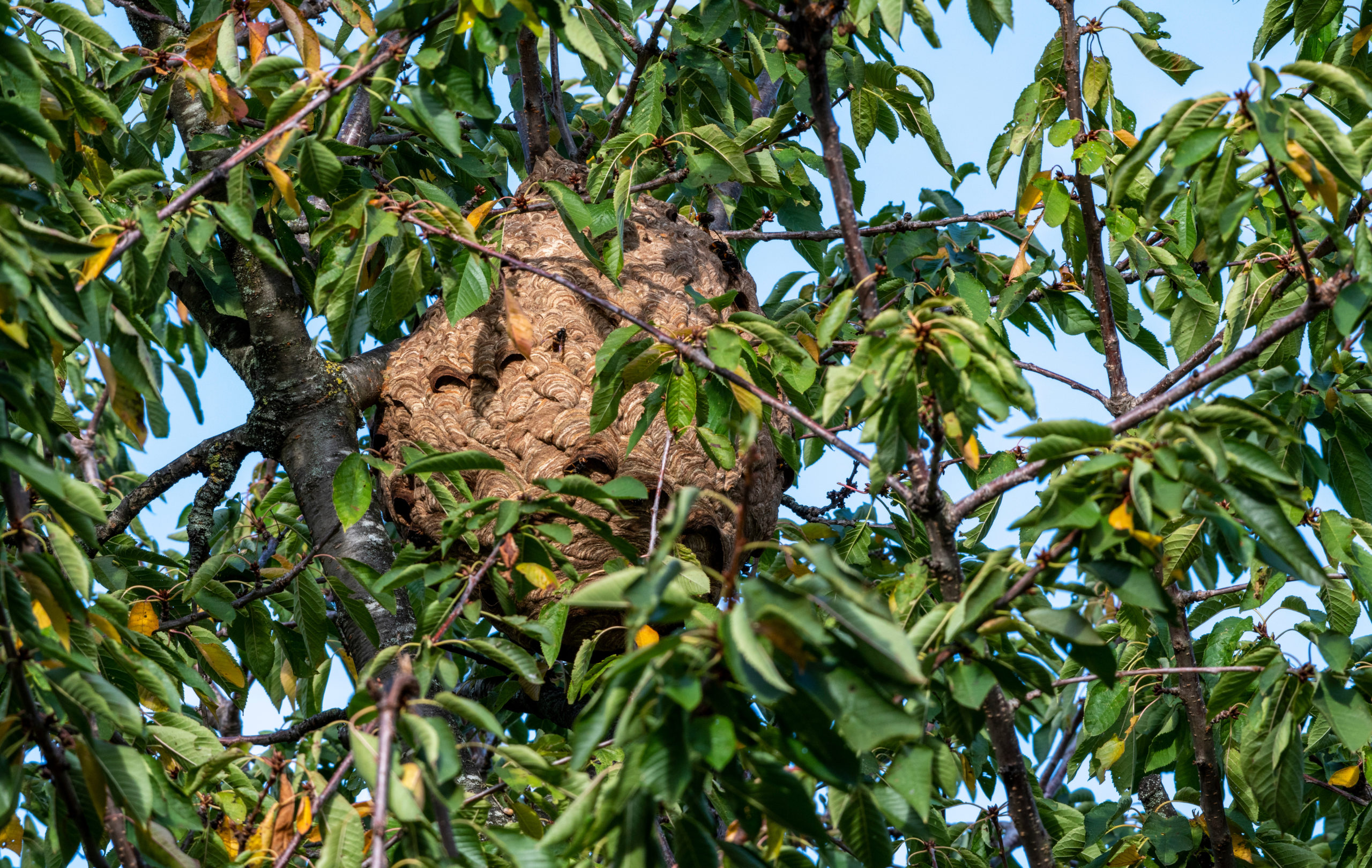 nest of asian hornet yellow-legged hornet vespa velutina invasive species in a cherry tree