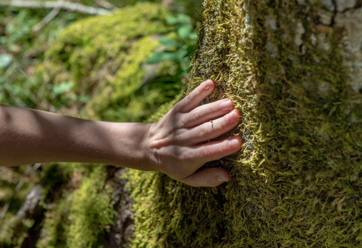 bain de foret - pro natura