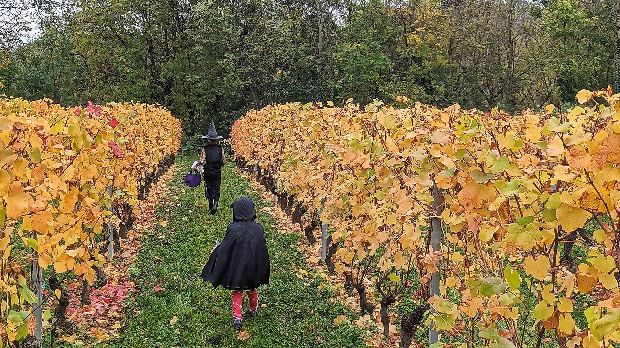 17_loisirs_hallomania-enfants-deguises-vignes-automne-2026ent_jpeg