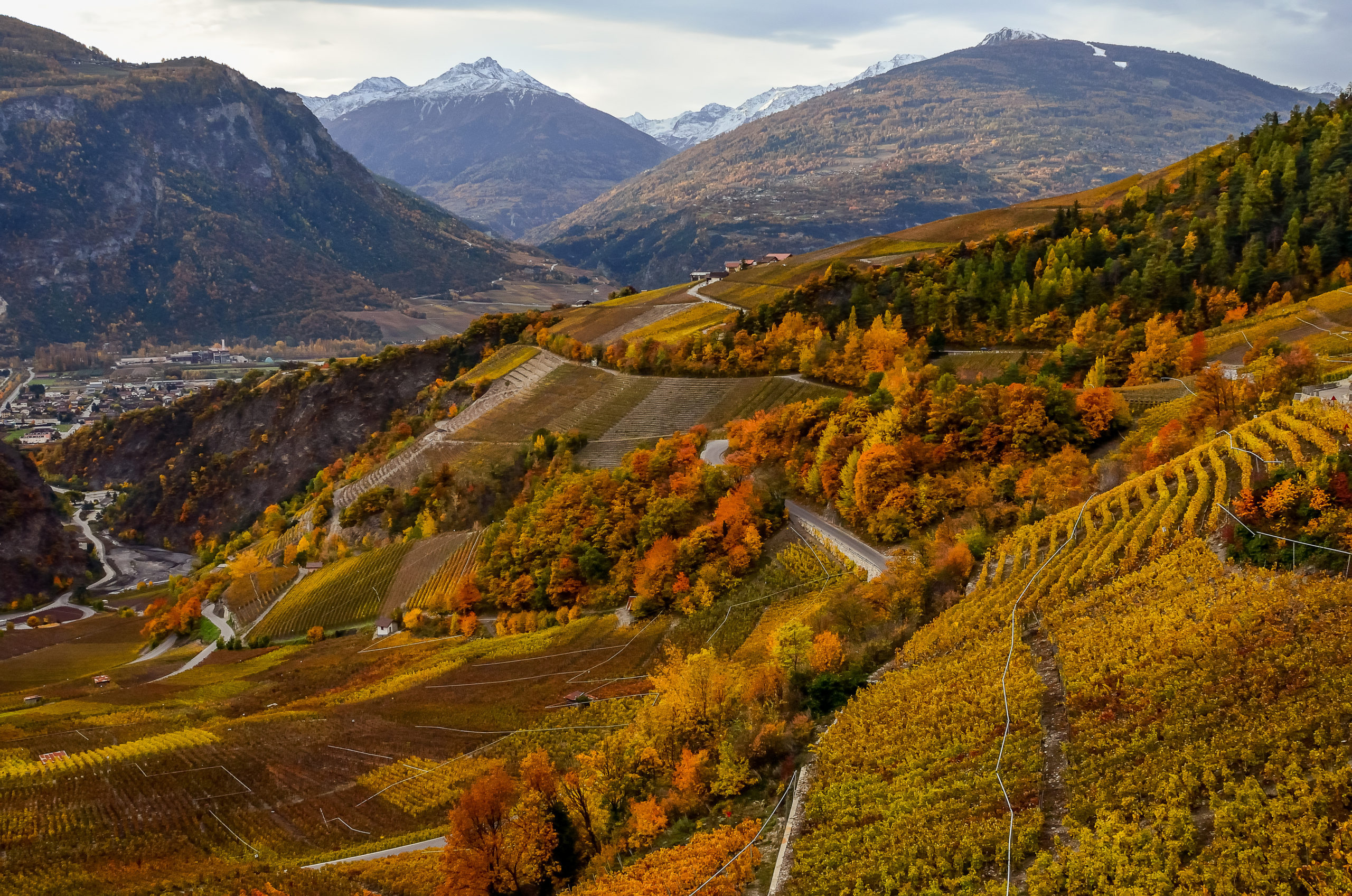 vignoble valaisan en automne