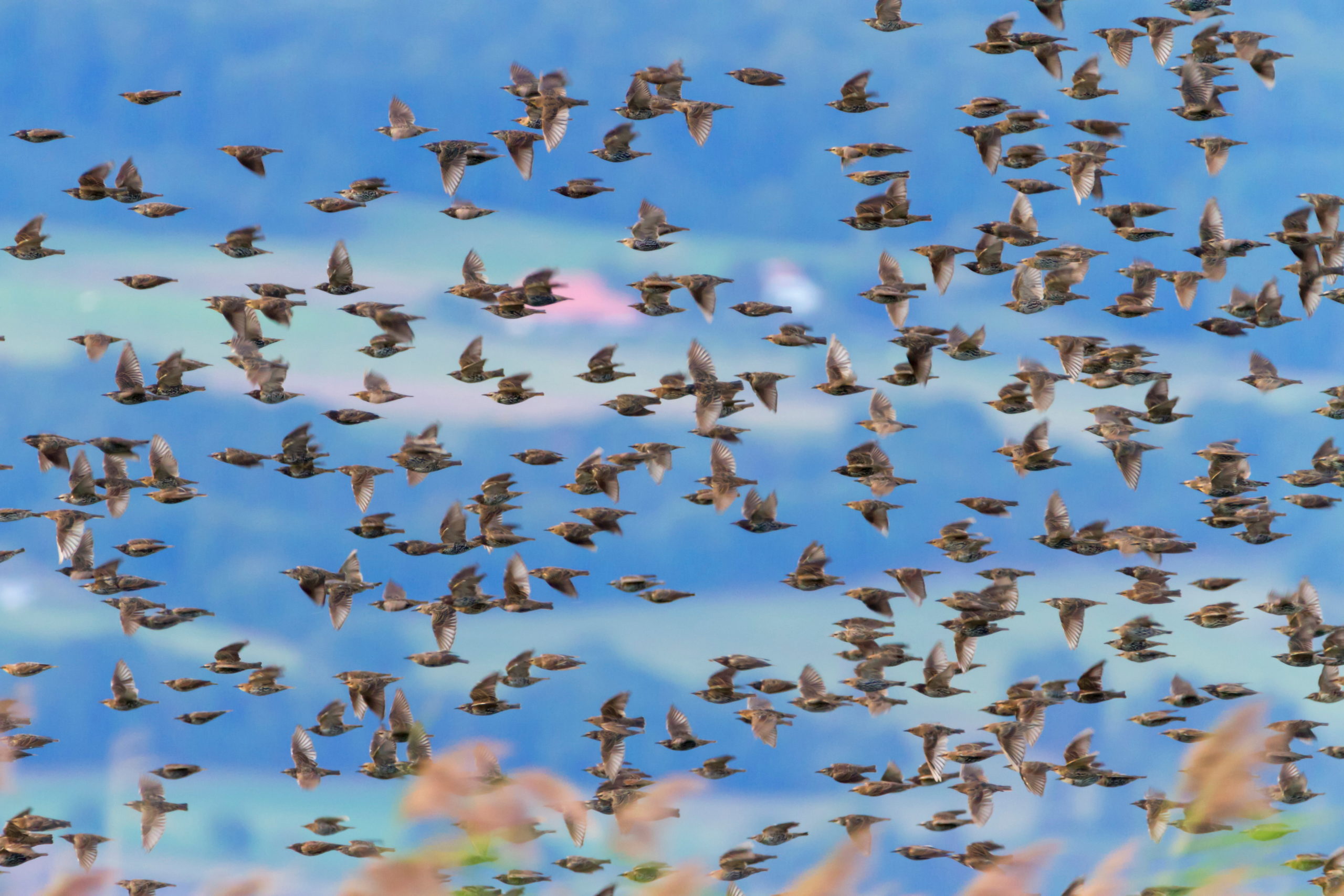 european or common starling sturnus vulgaris bird flock flying neuchatel switzerland