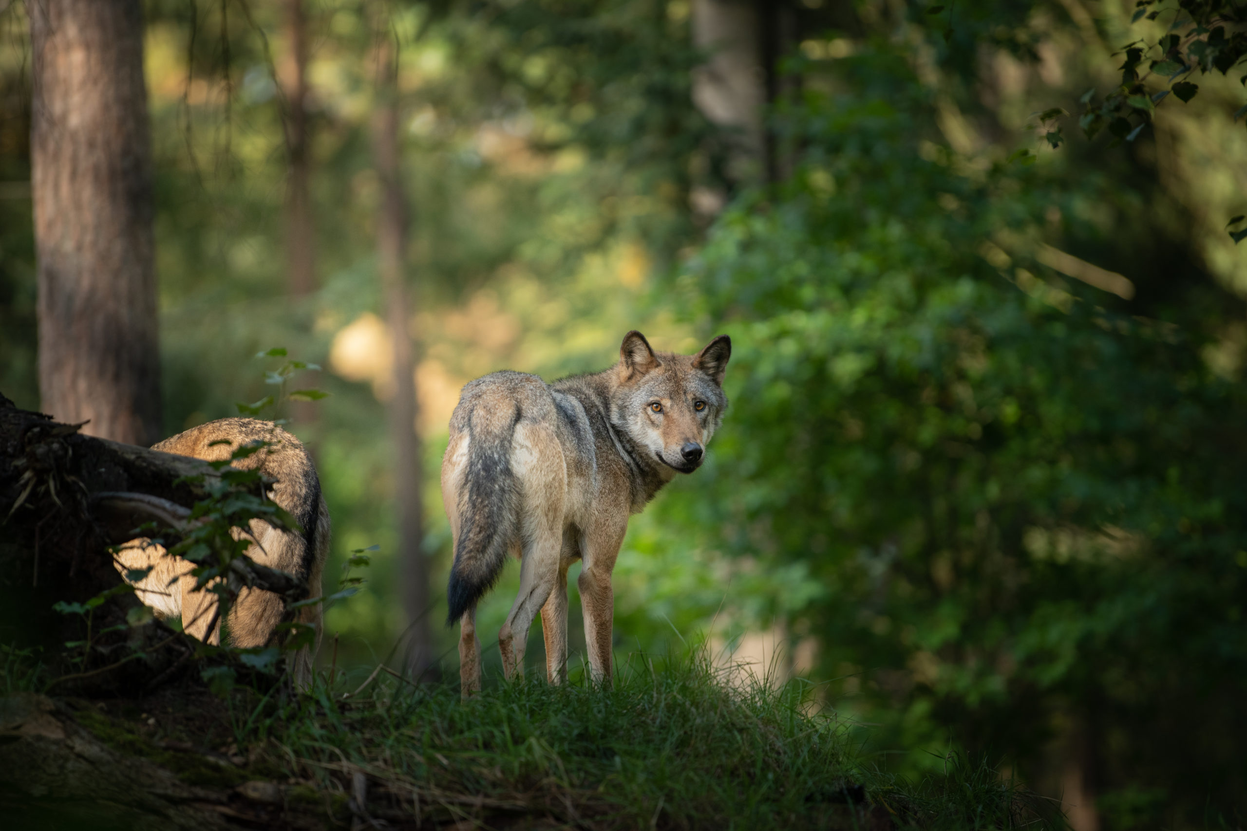 wolf in the wild during sunrise