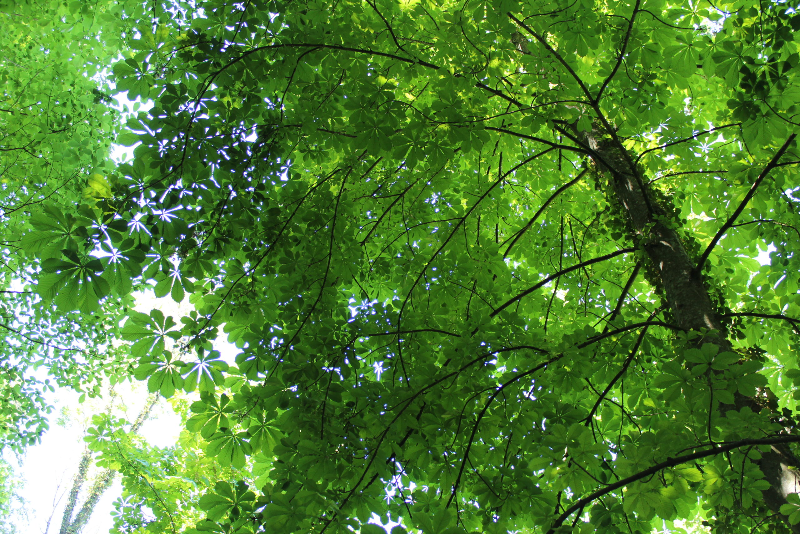 forêt_cr_pro natura_concours roseau dor